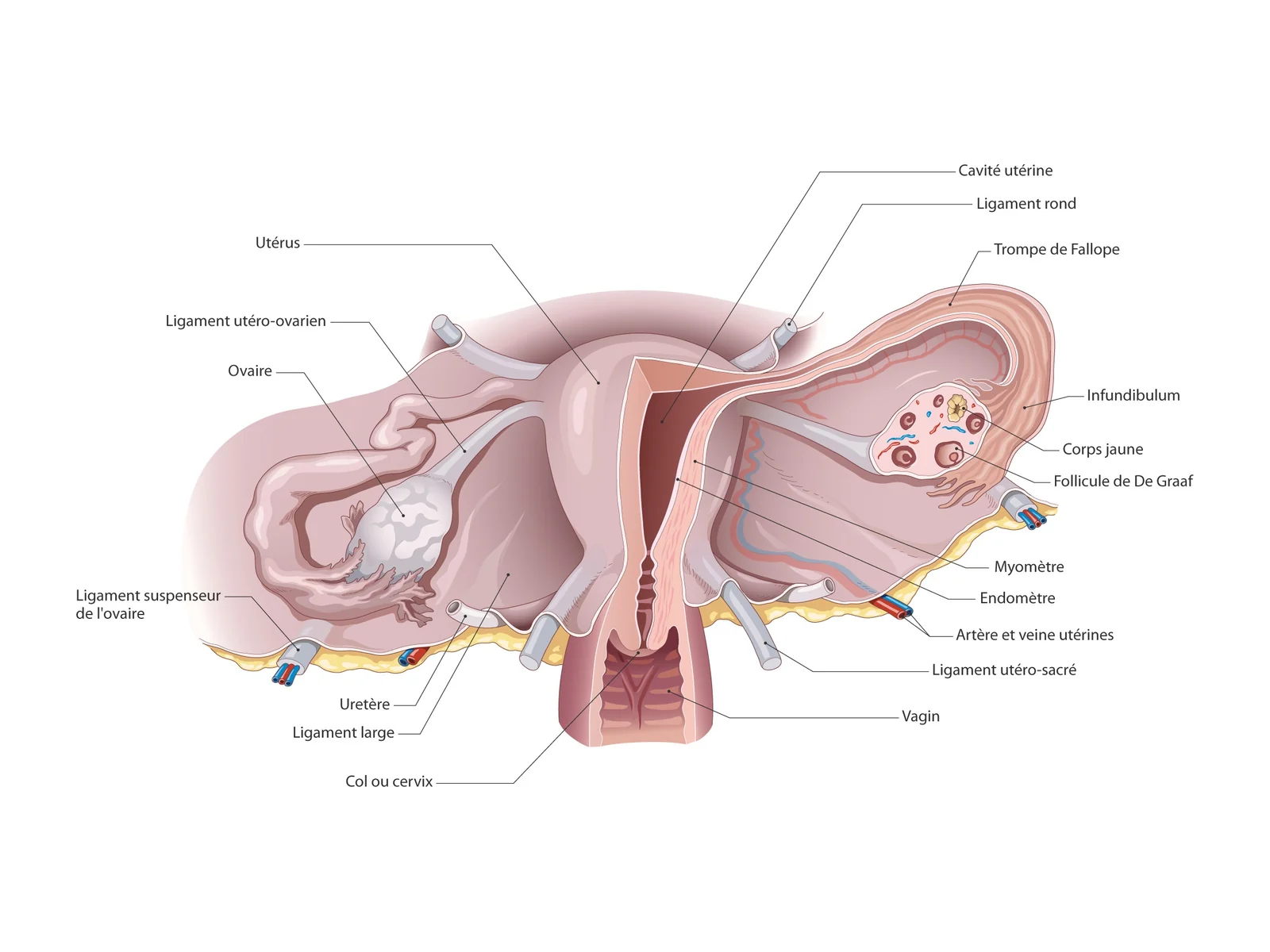 Organes génitaux internes — Vue postérieure annotée de l'utérus, des trompes, des ovaires et de leurs ligaments, avec coupe de l'utérus et du col.