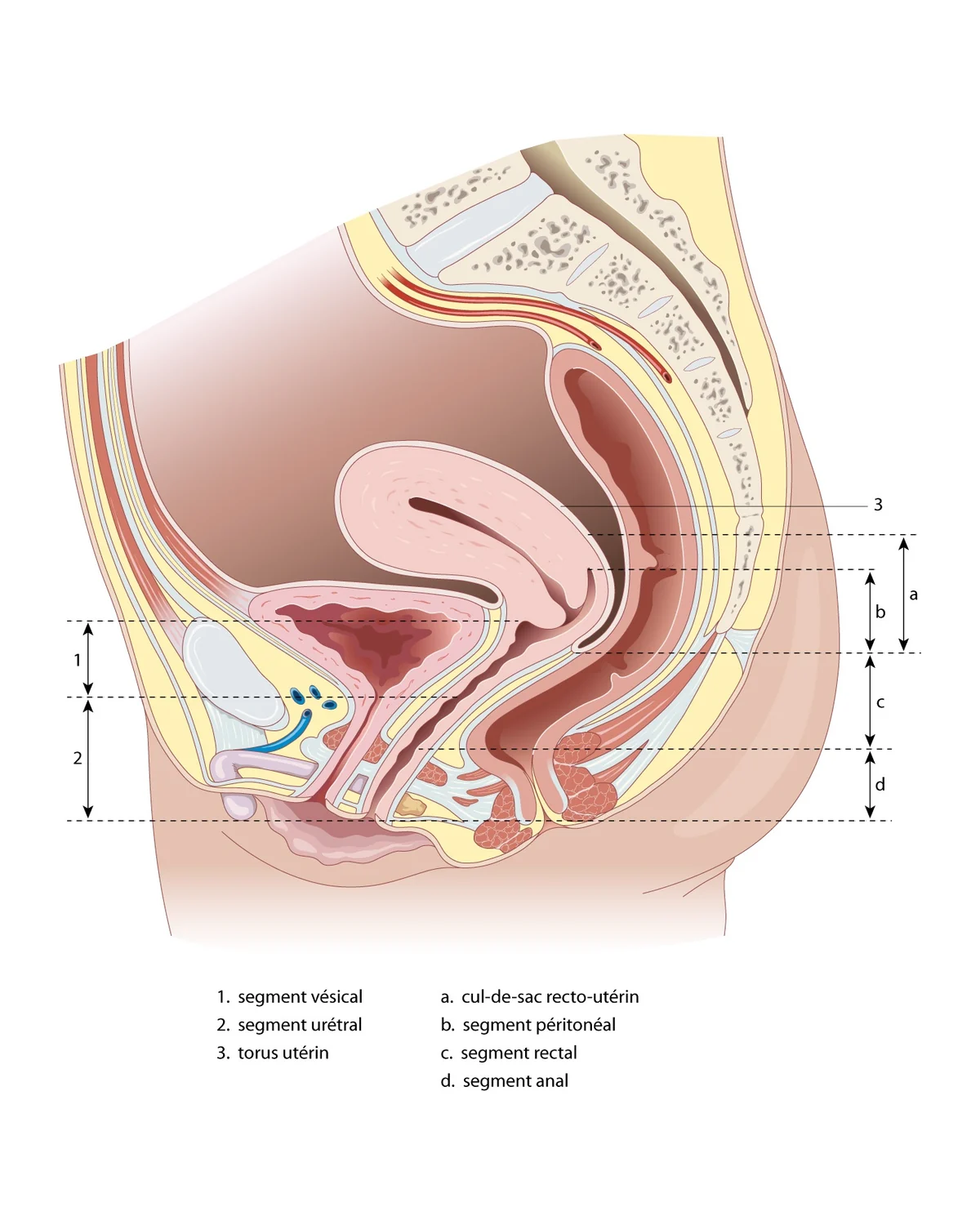 Topographie du vagin — Coupe sagittale du pelvis : segments vésical et urétral en avant, cul-de-sac recto-utérin, segments péritonéal, rectal et anal en arrière.
