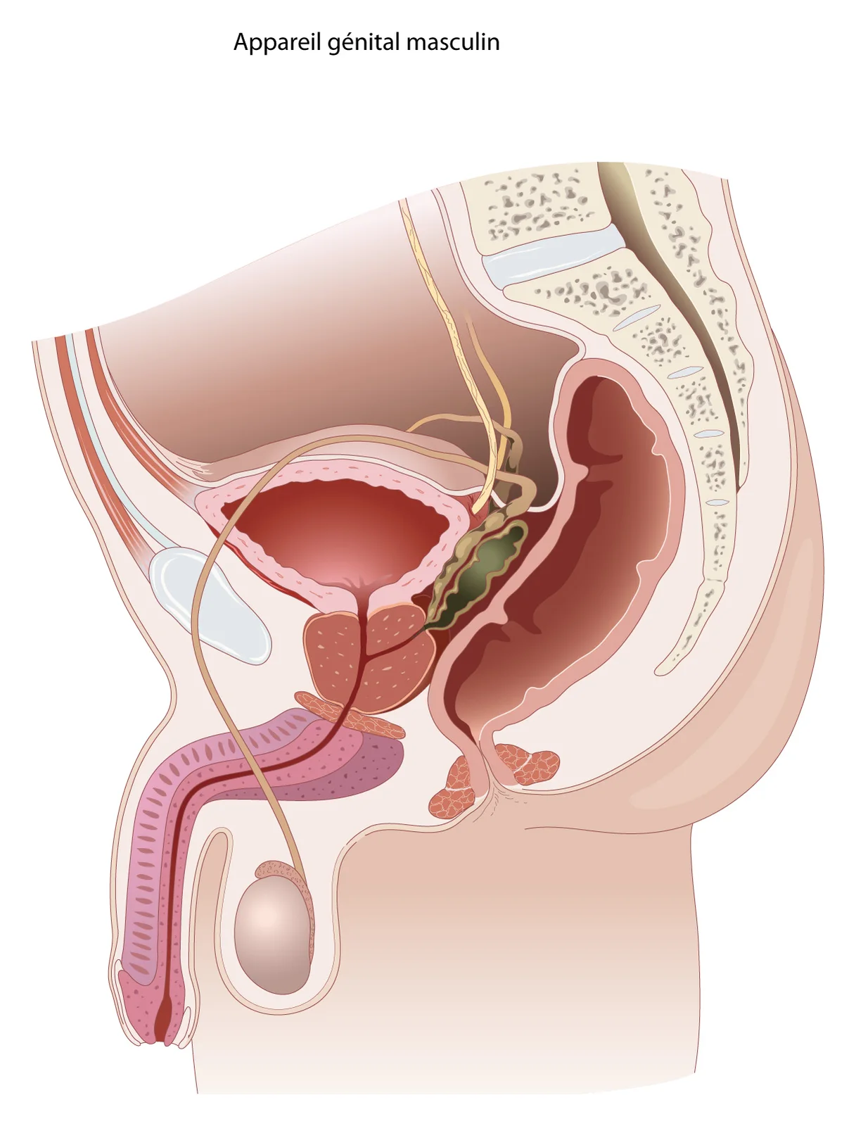Appareil génital masculin — Coupe : testicule, épididyme, canal déférent, vésicules séminales et prostate.