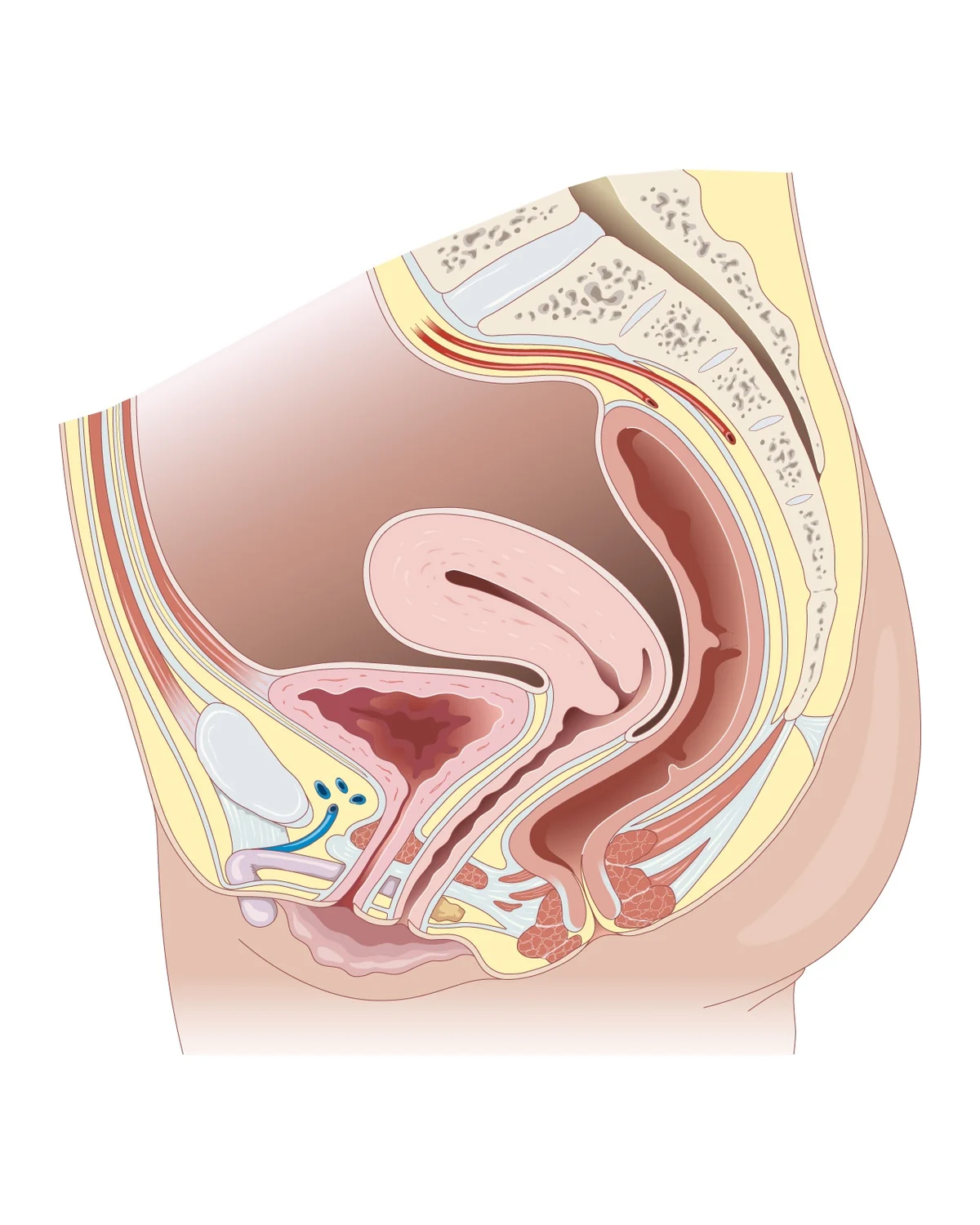 Petit bassin féminin, coupe médiane — Vessie, utérus et rectum en coupe sagittale médiane, avec le plancher pelvien et les culs-de-sac péritonéaux.
