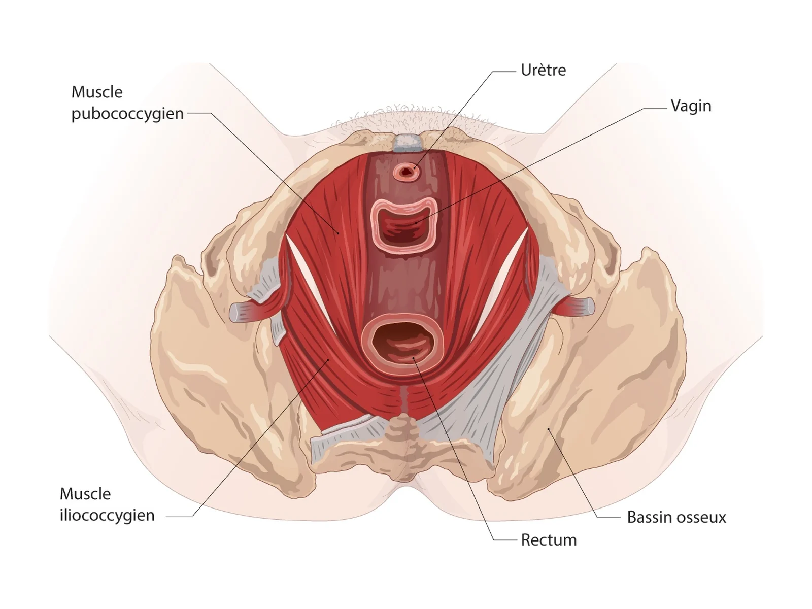 Plancher pelvien, vue inférieure — Muscles pubococcygien et iliococcygien entourant l'urètre, le vagin et le rectum.