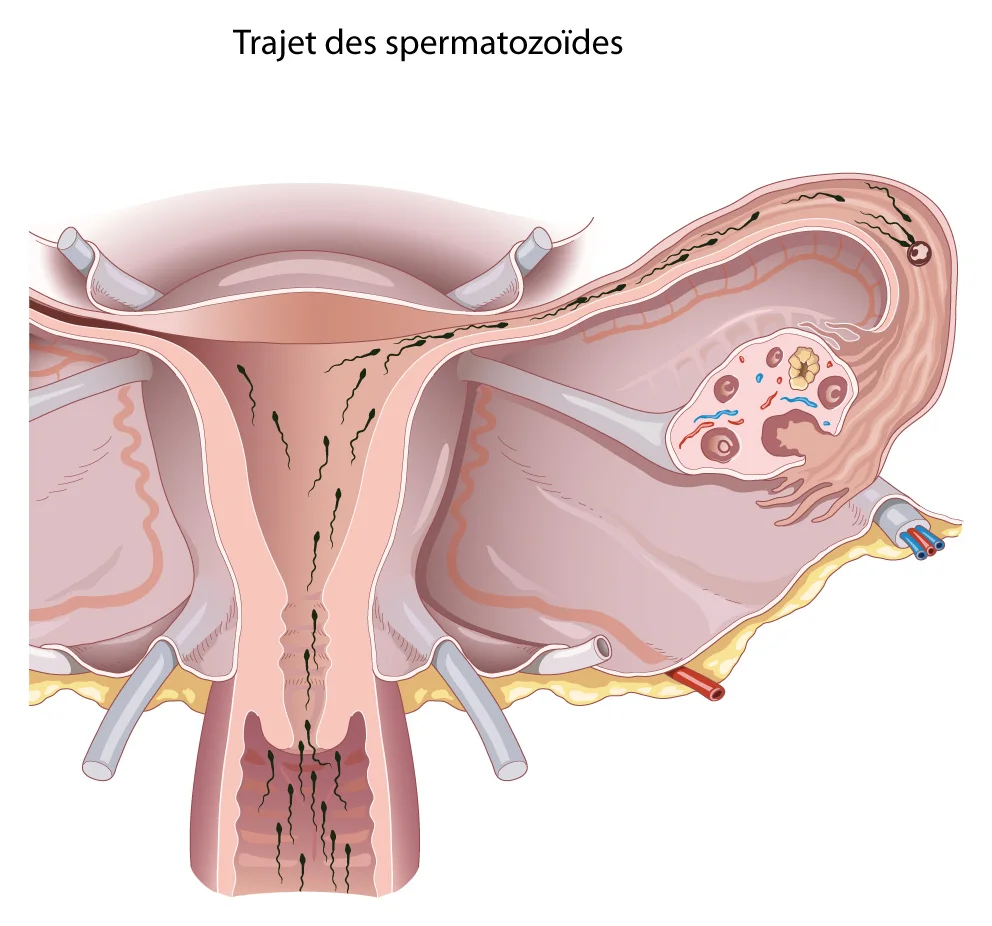 Path of the sperm — From the cervix to the fallopian tube, where the egg released by the ovary is fertilised.