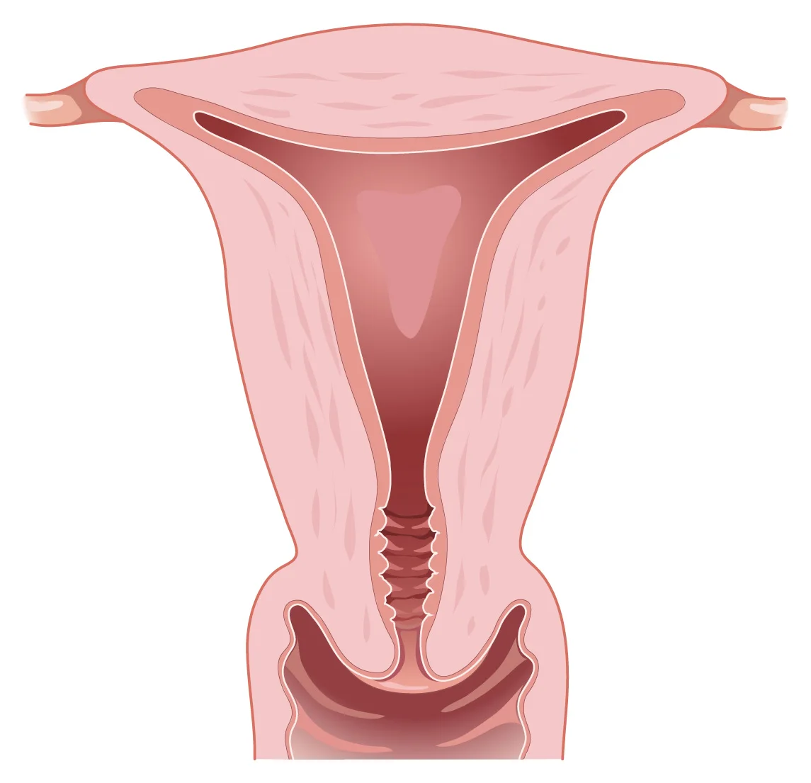 Womb and endometrium — The endometrium, the lining of the cavity, thickens during the cycle and is shed during the period.